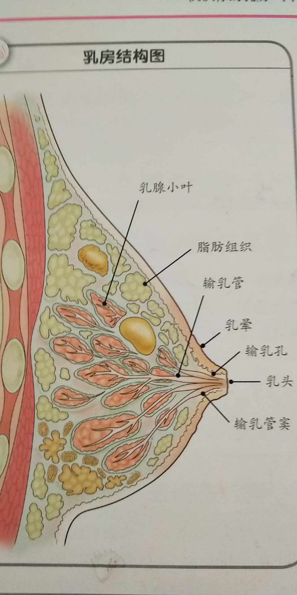 乳房的内部结构
